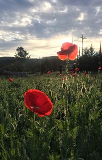 Red poppy flowers blooming on field