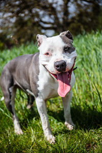 Close-up of a dog standing on field