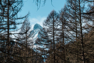 Low angle view of bare trees against sky during winter