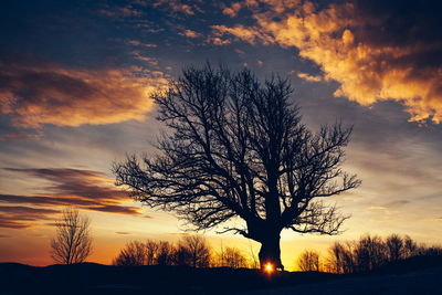 Silhouette of trees at sunset