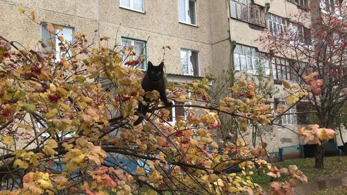 View of a cat on a tree