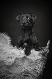 Close-up of dog against black background