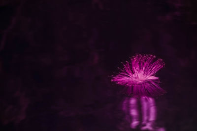 Close-up of purple flowers at night