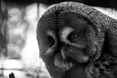 Close-up of owl