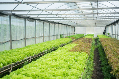 Plants growing in greenhouse