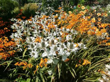 Flowers blooming in spring