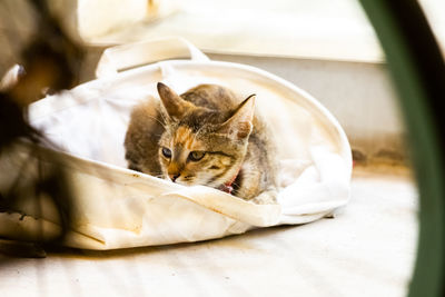 Cat lying on bed at home