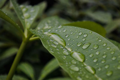 Close-up of raindrops on leaves