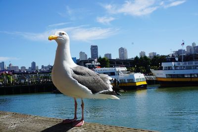 Seagull perching on swan by river in city against sky