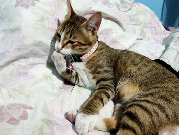 Cat resting on bed at home