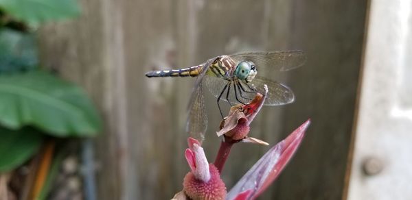 Close-up of butterfly on flower