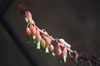 Close-up of flowers