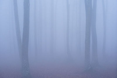 Trees in foggy weather