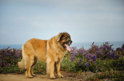 Dog standing on field against sky