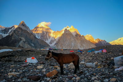 Camping tents at concordia camp, broadpeak mountain, k2 base camp, pakistan