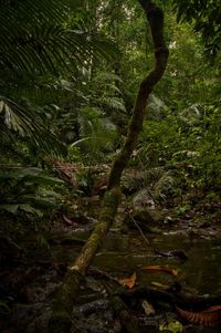 View of trees in forest