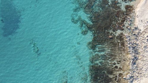 High angle view of turtle in sea