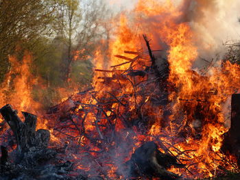 View of fire in forest