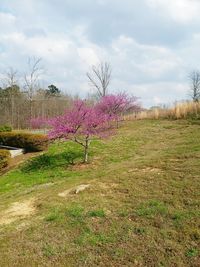 Purple flowering plants on land against sky