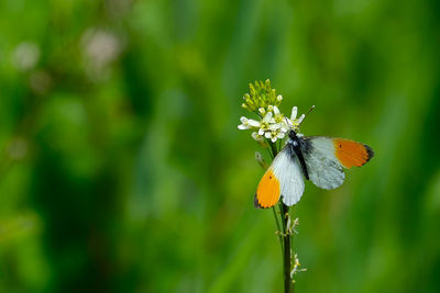 Close-up of butterfly pollinating on flower