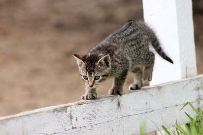 Close-up portrait of cat