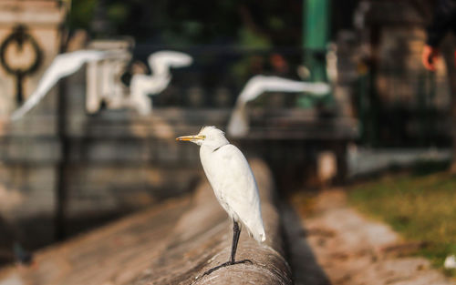 Close-up of bird perching on wood