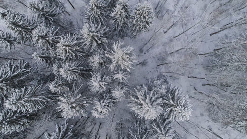 High angle view of frozen trees during winter