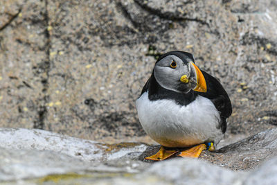 Close-up of penguin on rock