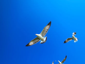 Low angle view of seagulls flying