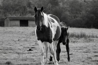 Horses in a field