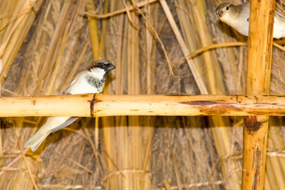 Close-up of bird perching on wood