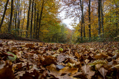 Surface level of dry leaves in forest