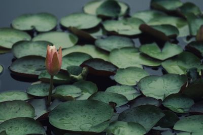 Close-up of succulent plant