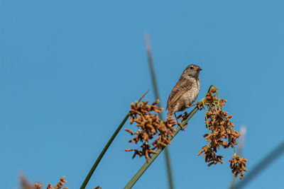 Low angle view of bird perching on tree against sky