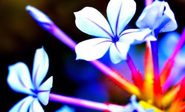 flower, petal, fragility, flower head, freshness, close-up, beauty in nature, growth, focus on foreground, nature, purple, blooming, selective focus, stamen, in bloom, plant, pollen, stem, blossom, white color