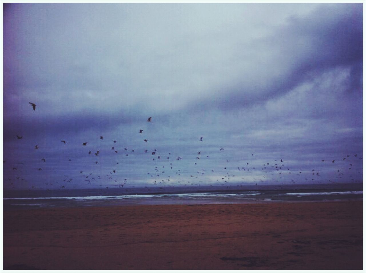 bird, animal themes, sky, animals in the wild, wildlife, sea, flying, water, horizon over water, cloud - sky, transfer print, auto post production filter, beach, beauty in nature, nature, scenics, tranquil scene, cloudy, flock of birds
