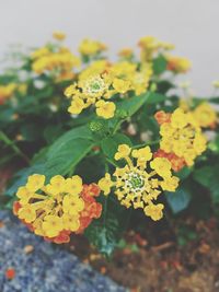 Close-up of yellow flowers