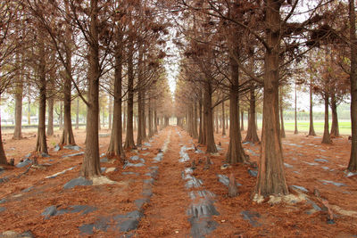 Road amidst trees in forest during autumn