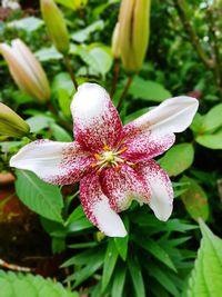 Close-up of fresh pink lily blooming in plant