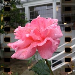 Close-up of pink flower