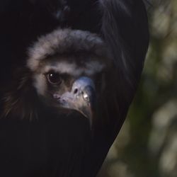 Close-up portrait of owl