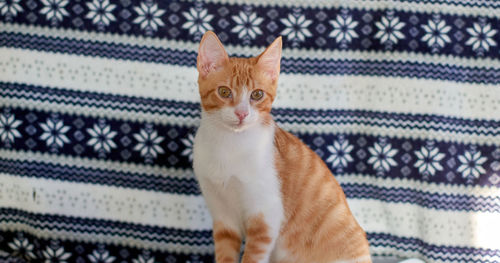 Close-up portrait of a cat