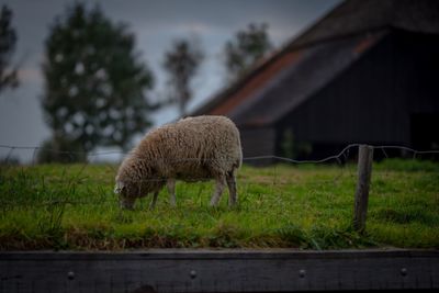 Sheep grazing in a field