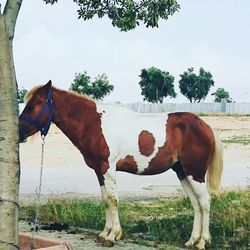 Horse standing on field against sky