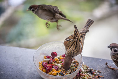 Close-up of bird perching on fruit