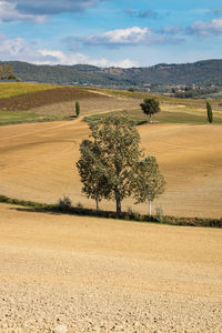 Scenic view of agricultural field against sky