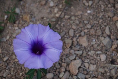 Close-up of purple flower