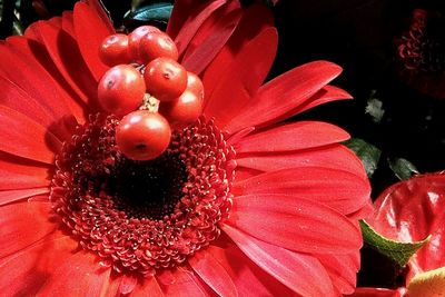 Close-up of red berries on plant