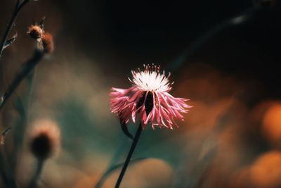 Close-up of flowering plant