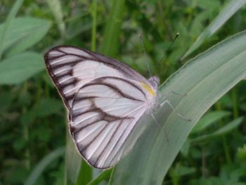 insect